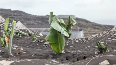 La ceniza cubre todo el oeste y noroeste de La Palma