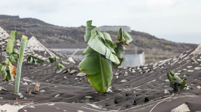 Zona de cultivo cubierta de ceniza en Puerto Naos
