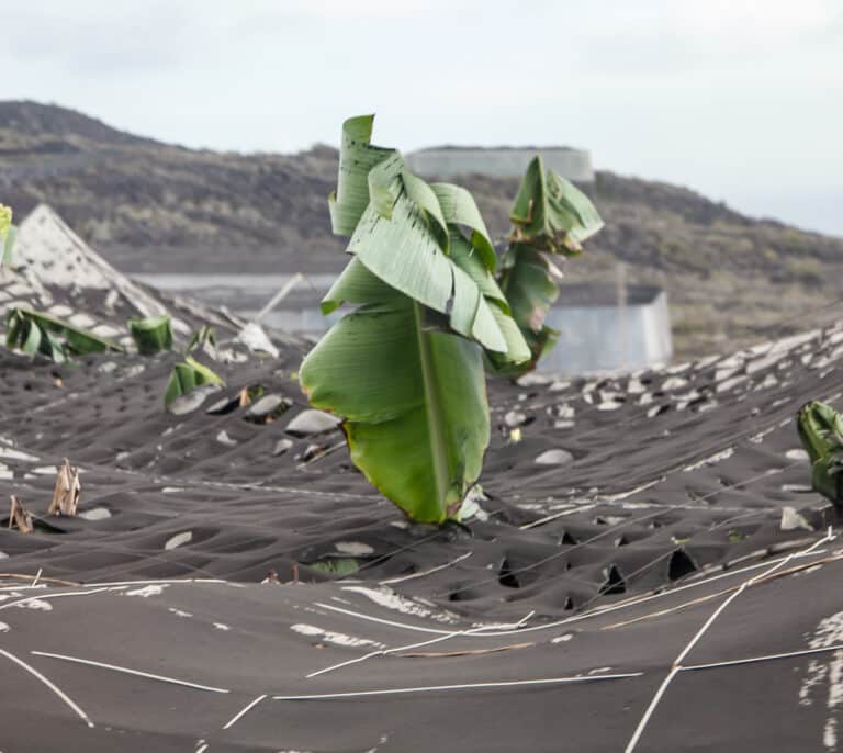 La ceniza cubre todo el oeste y noroeste de La Palma