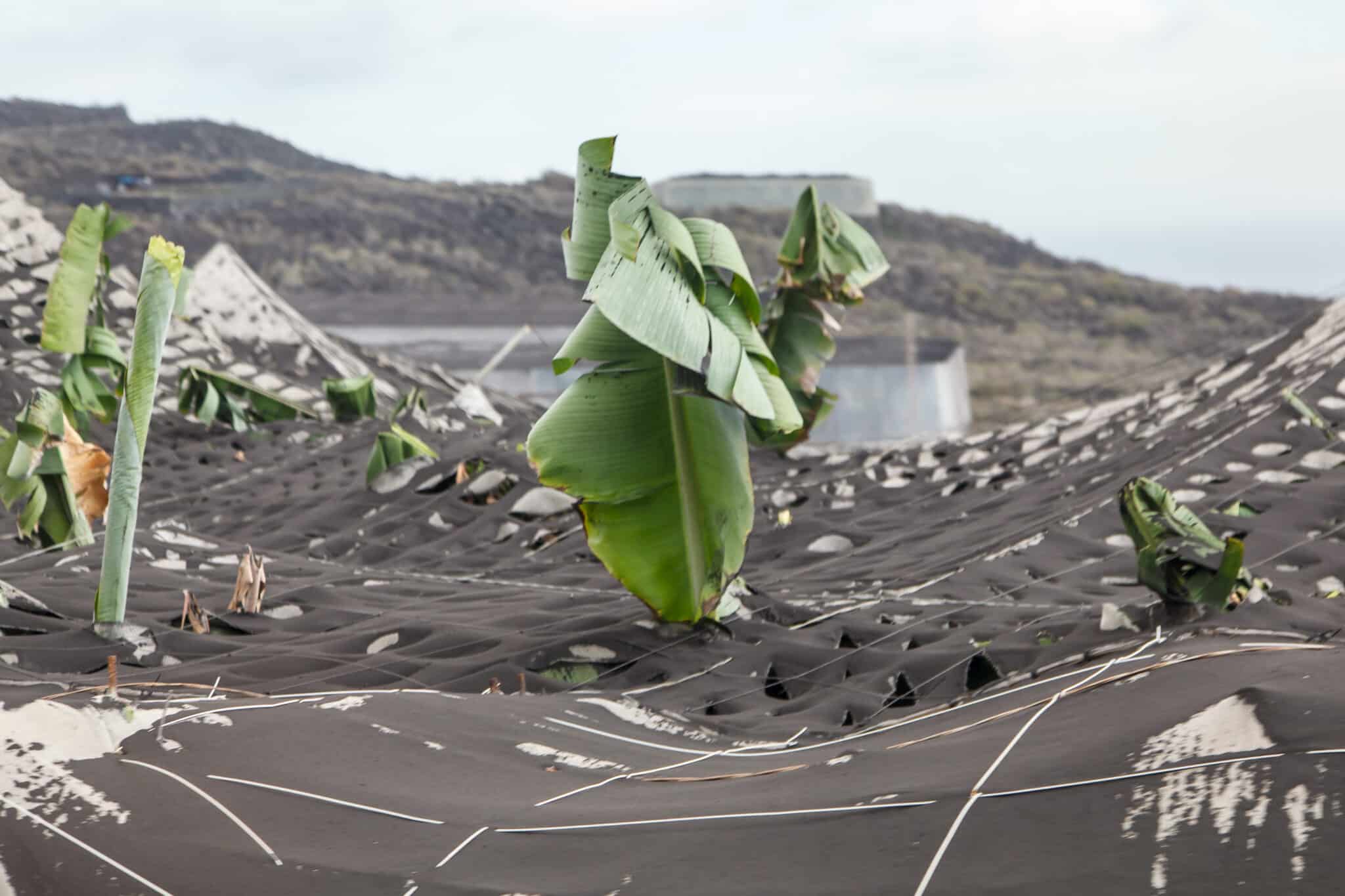 Zona de cultivo cubierta de ceniza en Puerto Naos