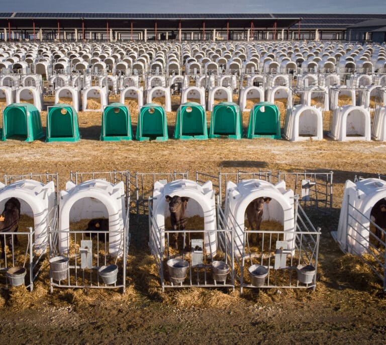 Las macrogranjas en el punto de mira: "España debería reducir la producción y el consumo de carne en un 70%"
