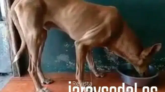 Primeras imágenes de los perros de La Palma tras ser rescatados