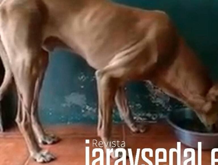 Primeras imágenes de los perros de La Palma tras ser rescatados