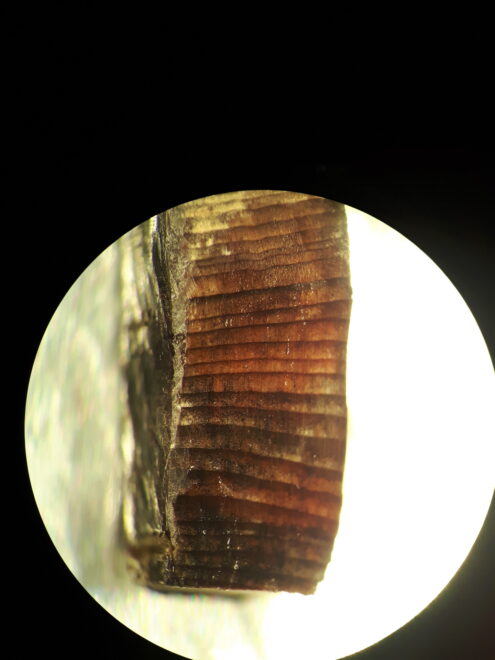 Imagen de la madera analizada a través del microscopio