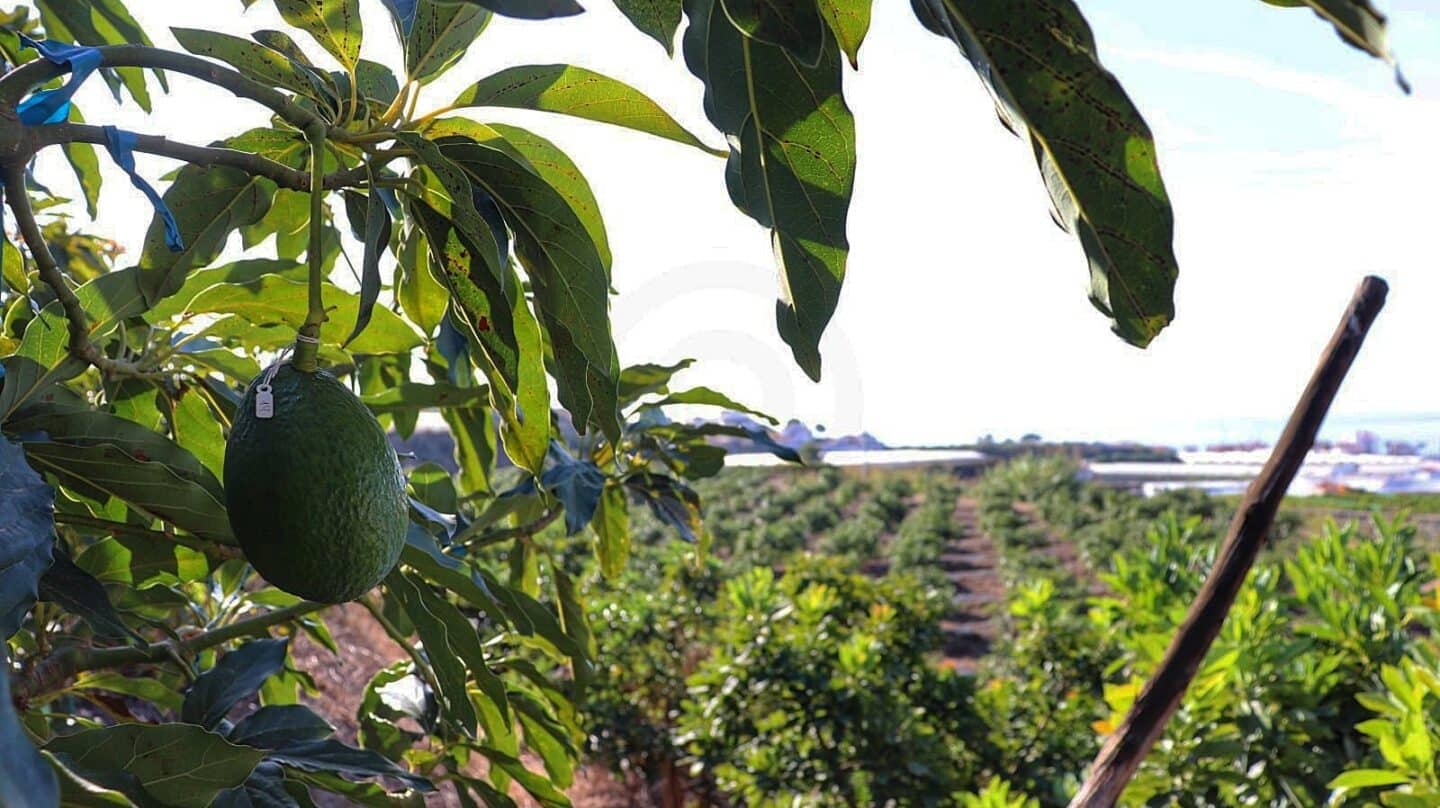 Vista de un aguacatero en una plantación en Algarrobo (Málaga, Andalucía).