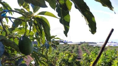 El aguacate, por los suelos: "Con la situación económica, entre patatas o aguacate, la gente compra patatas"