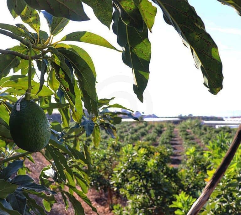 El aguacate, por los suelos: "Con la situación económica, entre patatas o aguacate, la gente compra patatas"
