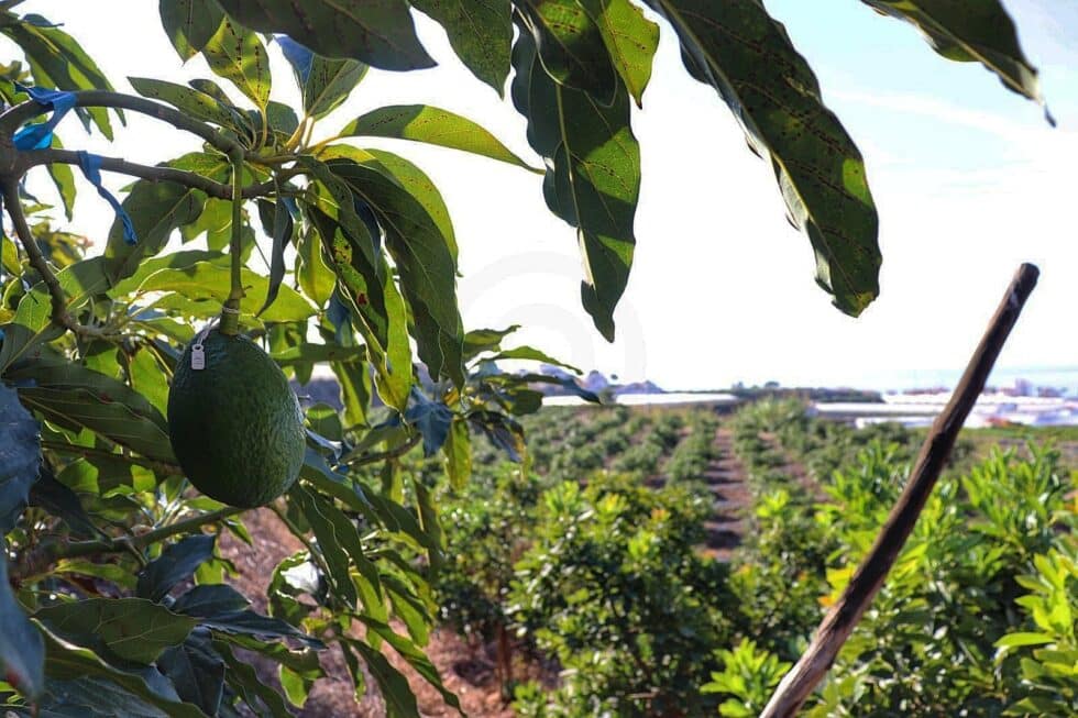 Vista de un aguacatero en una plantación en Algarrobo (Málaga, Andalucía).