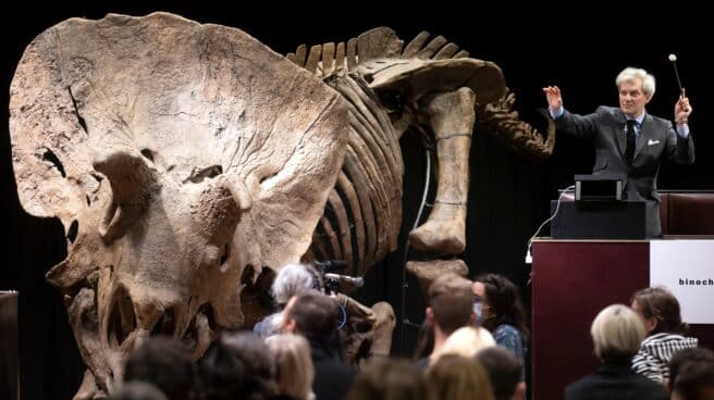 El esqueleto de un dinosaurio Triceratops fosilizado se subasta en la casa de subastas Drouot, en París