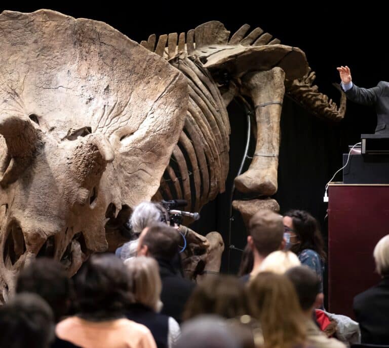 El triceratops 'Big John', subastado en París por 6,6 millones de euros