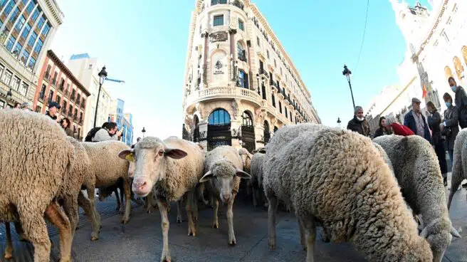Miles de ovejas y cabras toman las calles de Madrid