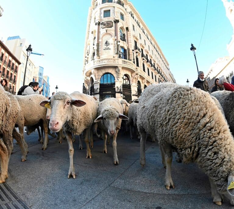 Miles de ovejas y cabras toman las calles de Madrid