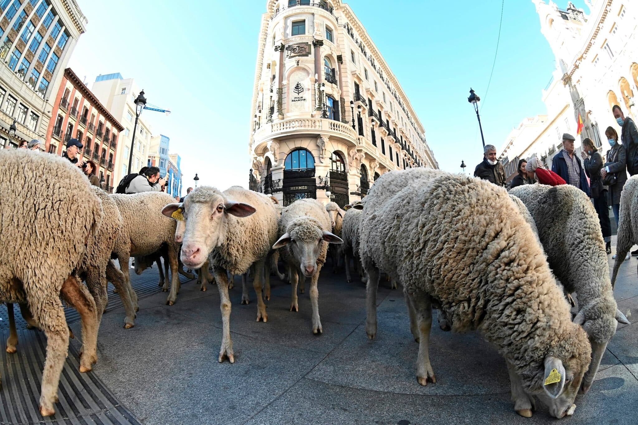 Miles de ovejas y cabras toman las calles de Madrid