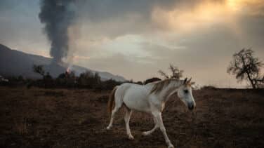 Empresas de La Palma alimentan con drones a los animales aislados por la lava en Todoque