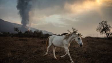 Empresas de La Palma alimentan con drones a los animales aislados por la lava en Todoque