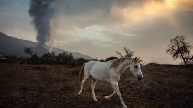 Un caballo, en una finca cercana al volcán de La Palma.