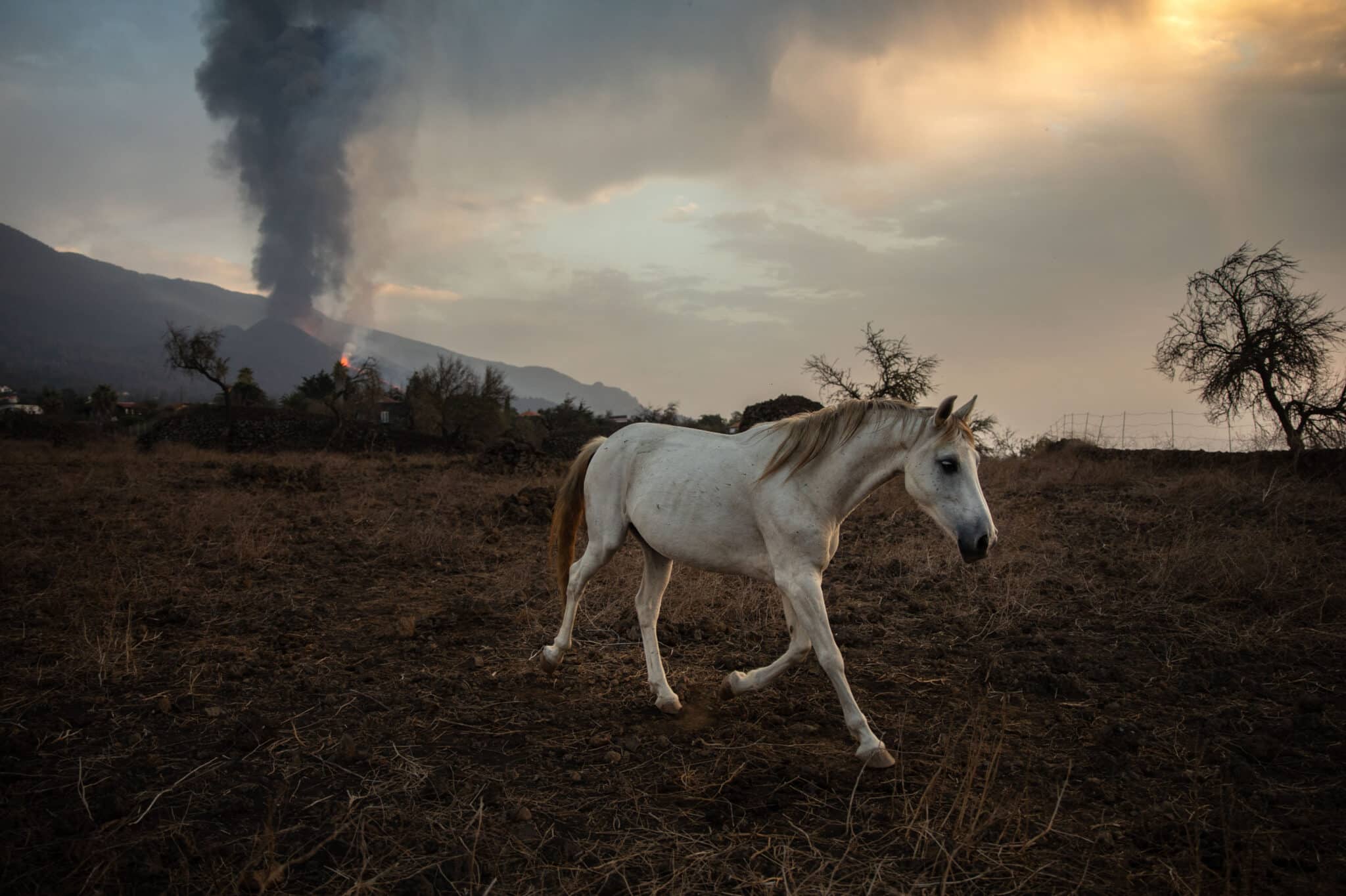 Un caballo, en una finca cercana al volcán de La Palma.