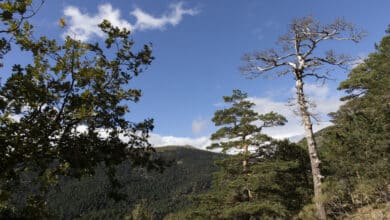 Encontrado en buen estado el niño perdido en Lleida