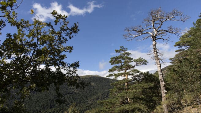 Buscan a un niño de 8 años perdido en un bosque de Lérida Bosque