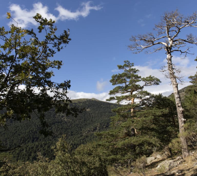 Encontrado en buen estado el niño perdido en Lleida