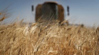 El precio del trigo en las lonjas se dispara un 30% en un año y el de los huevos casi un 18%