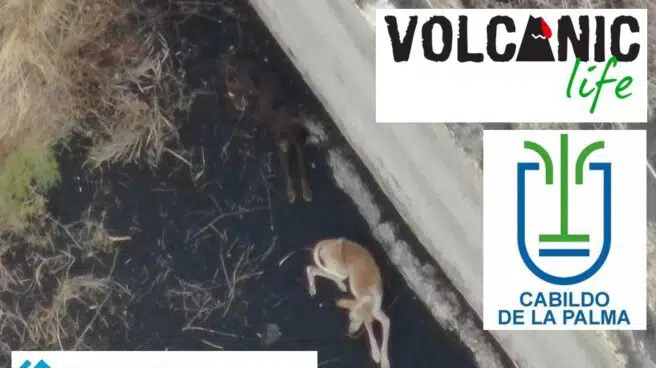 ¿Dónde están los podencos?: así está el rescate a los perros atrapados por la lava en La Palma