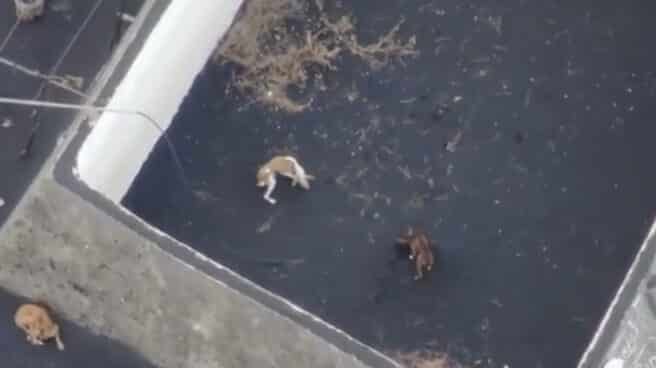 Imagen de los galgos que están siendo alimentados por drones en La Palma tras la erupción del volcán Imagen de los galgos que están siendo alimentados por drones en La Palma tras la erupción del volcán