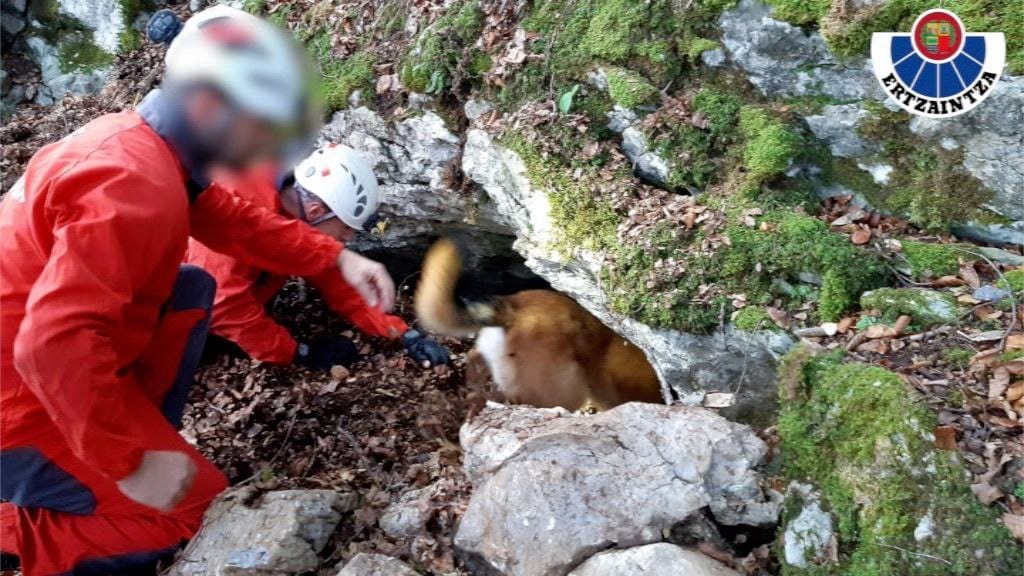 Un perro de Ertzaintza se introduce en el zulo