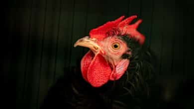 La OMS pide medidas "urgentes" tras confirmarse un caso grave de gripe aviar en China