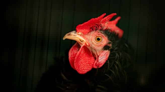 Gallina Gallina