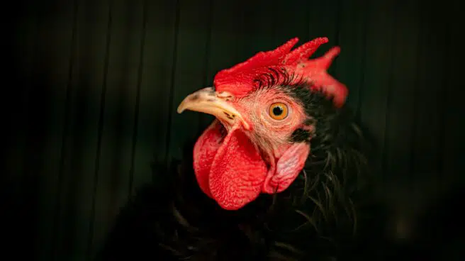 La OMS pide medidas "urgentes" tras confirmarse un caso grave de gripe aviar en China