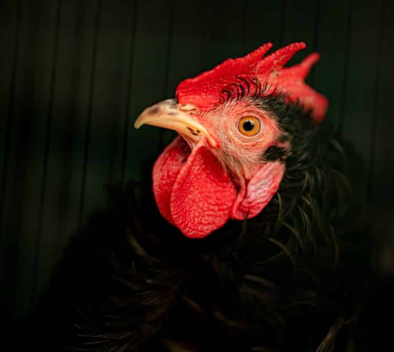 La OMS pide medidas "urgentes" tras confirmarse un caso grave de gripe aviar en China