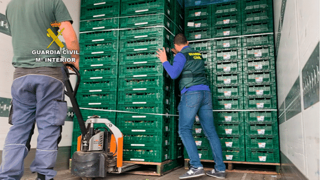 Once detenidos por transportar droga oculta entre toneladas de coliflores Agentes de la Guardia Civil inspeccionando el camión con droga oculta entre coliflores