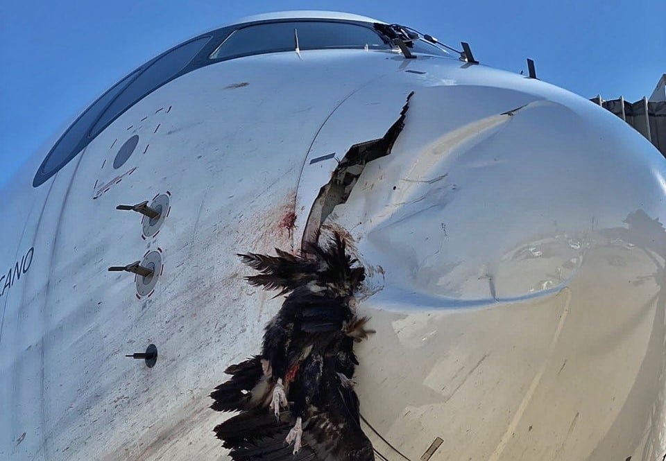 El avión con el buitre encajado en el morro.