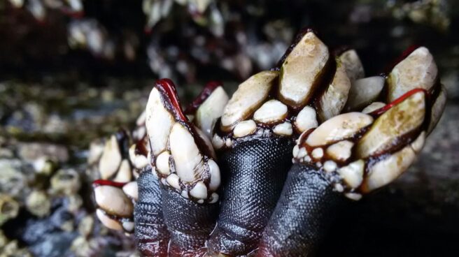 Percebes. Percebes.