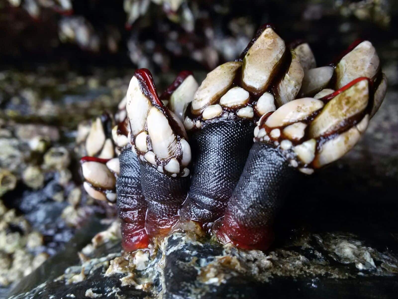 Percebes.