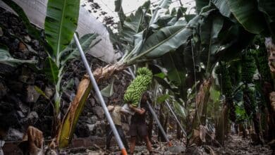 Desaladoras portátiles y sopladores: luchando contra una catástrofe platanera