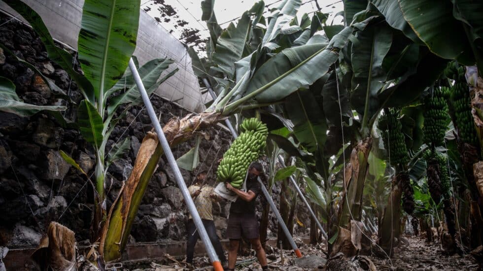 Dos agricultores llenos de ceniza recogen las piñas de plátanos con la `podona´, una especie de hoz, antes de que la lava del volcán de Cumbre Vieja llegue a las plantaciones