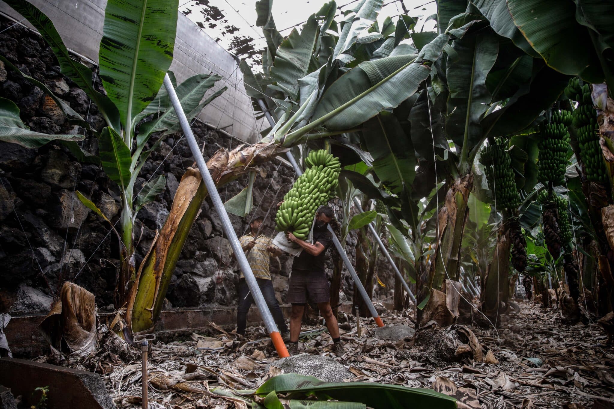 Dos agricultores llenos de ceniza recogen las piñas de plátanos con la `podona´, una especie de hoz, antes de que la lava del volcán de Cumbre Vieja llegue a las plantaciones