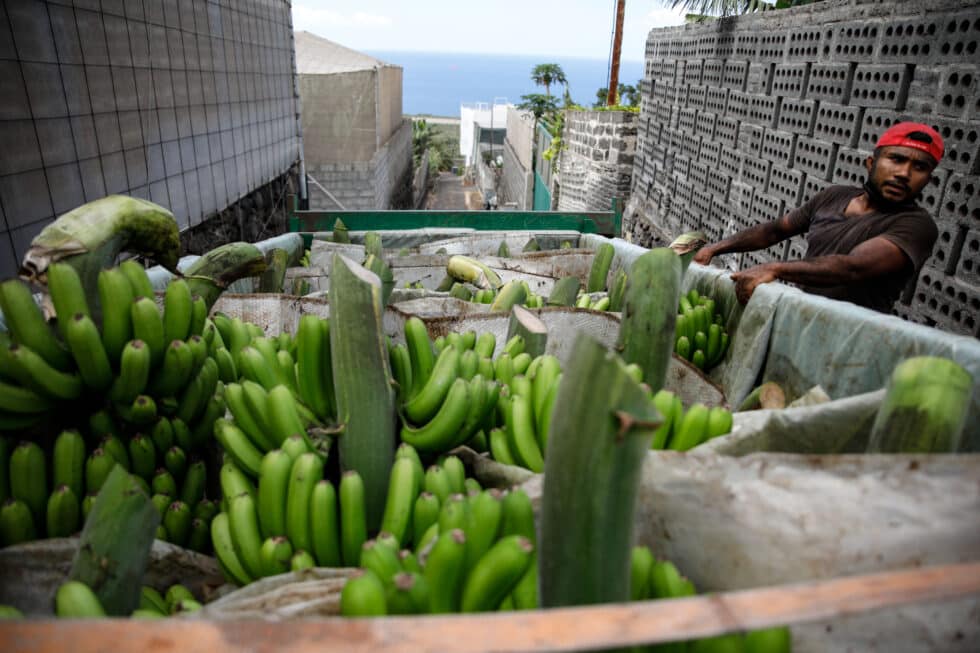 Varias piñas de plátanos en un camión, después de ser recogidas por los agricultores en La Palma