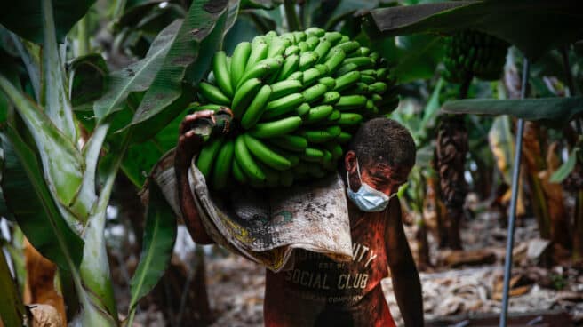 Un agricultor lleno de ceniza recoge una piña de plátanos