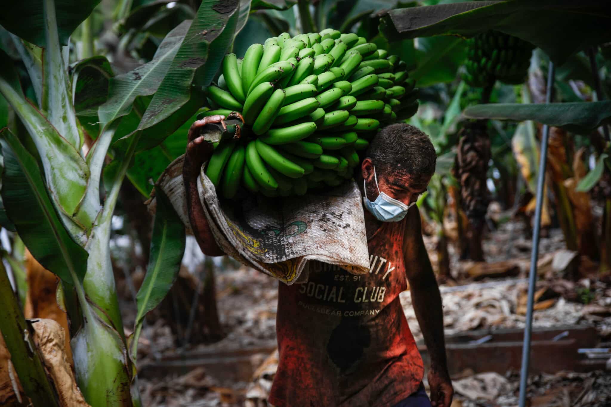 Un agricultor lleno de ceniza recoge una piña de plátanos