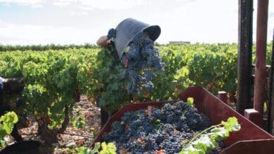 España exporta un 55% más de vino que Francia pero gana un 72% menos por el granel y el champán