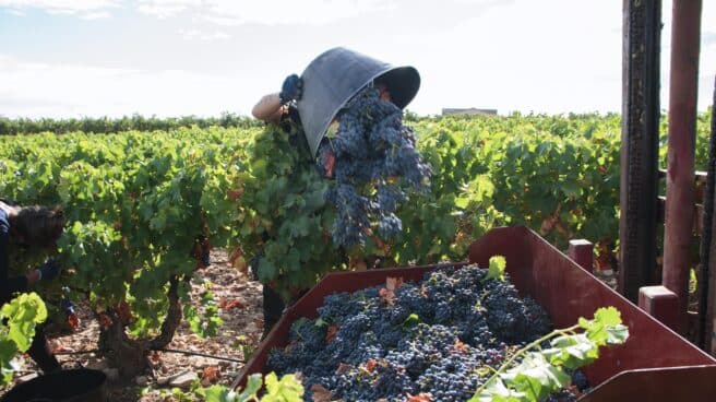 Un vendimiador recoge uvas para la temporada de vendimia 2021.