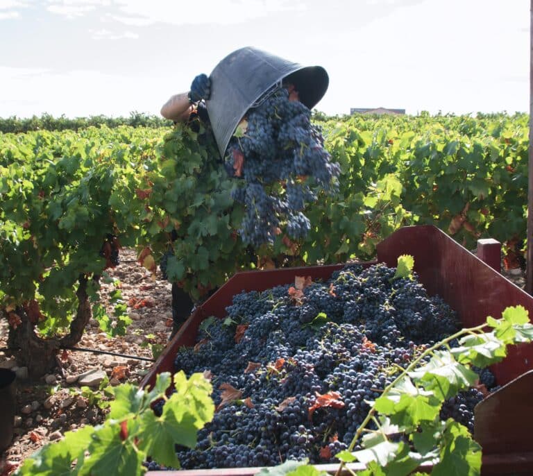 España exporta un 55% más de vino que Francia pero gana un 72% menos por el granel y el champán