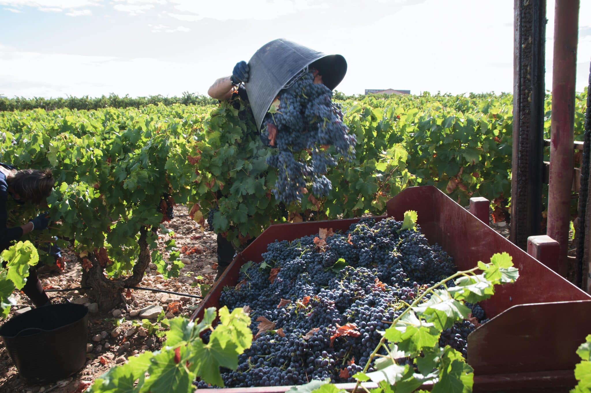 Un vendimiador recoge uvas para la temporada de vendimia 2021.