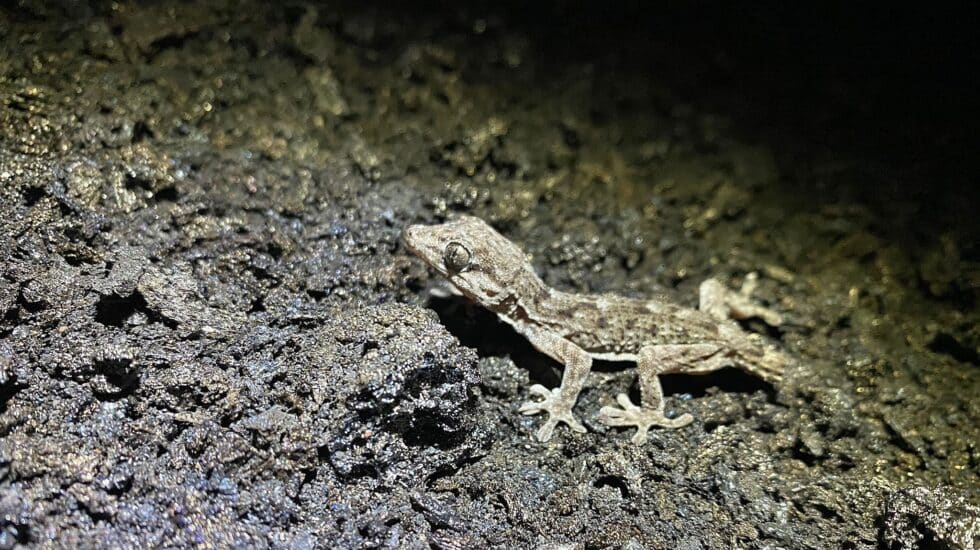 Por mucho que suba la temperatura, tiemble la tierra, el aire se haga irrespirable, la ceniza cubra la tierra y la vegetación prácticamente desaparezca la fauna silvestre aguanta y se resiste a abandonar su hábitat, su territorio