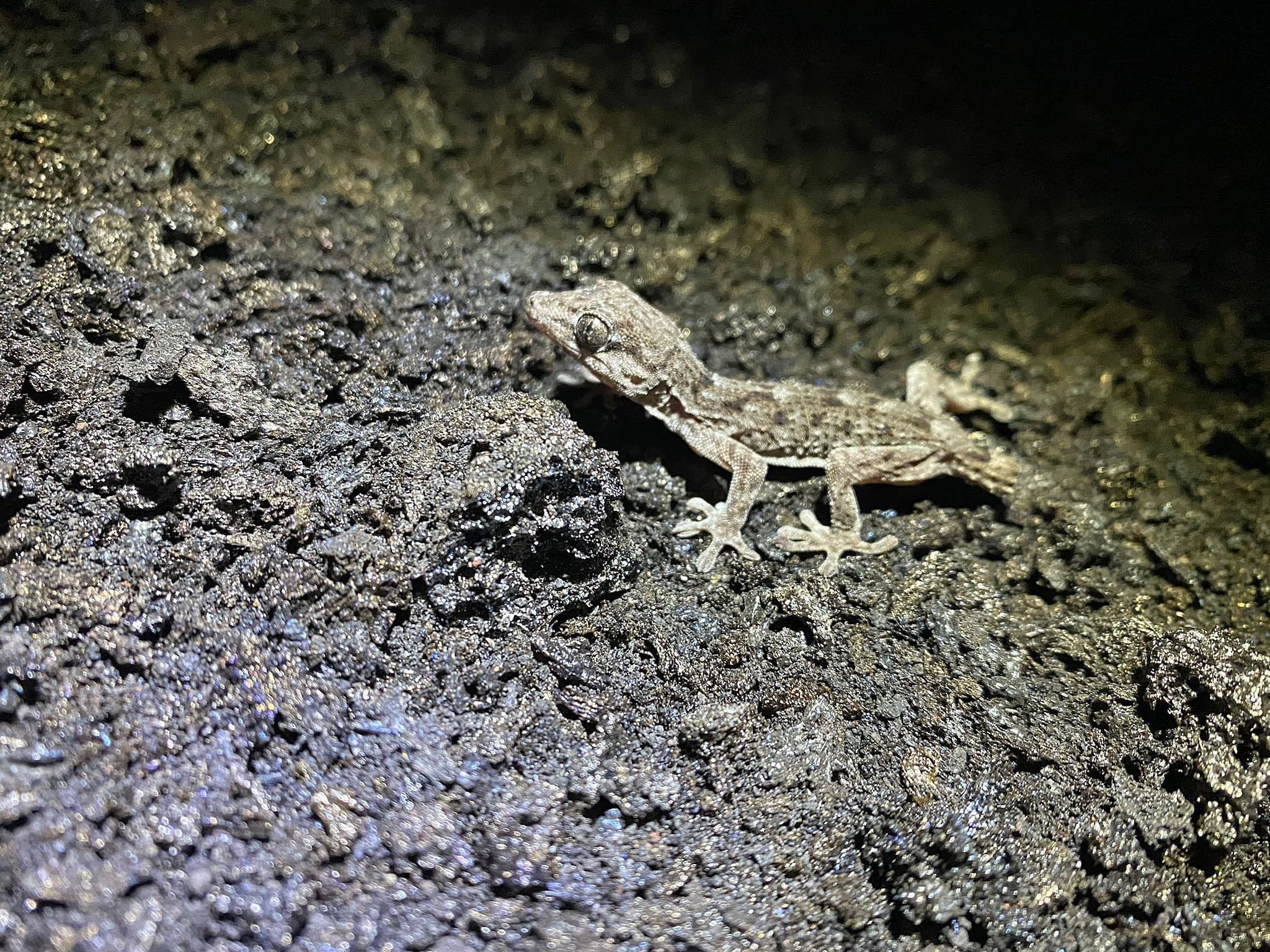 Por mucho que suba la temperatura, tiemble la tierra, el aire se haga irrespirable, la ceniza cubra la tierra y la vegetación prácticamente desaparezca la fauna silvestre aguanta y se resiste a abandonar su hábitat, su territorio