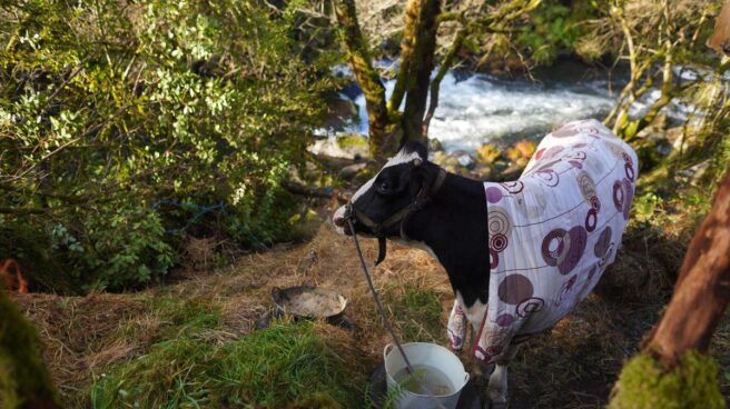 La vaca lleva atrapada en una orilla del río Deza desde el pasado viernes. BERNABÉ