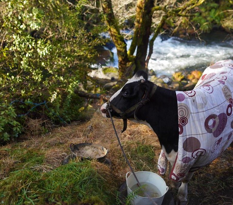 Rescatan en buen estado a la vaca embarazada atrapada en Vila de Cruces